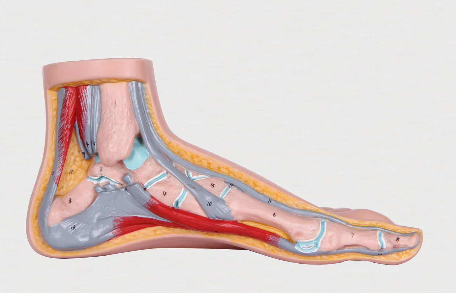 Circulation in Your Feet & Legs product